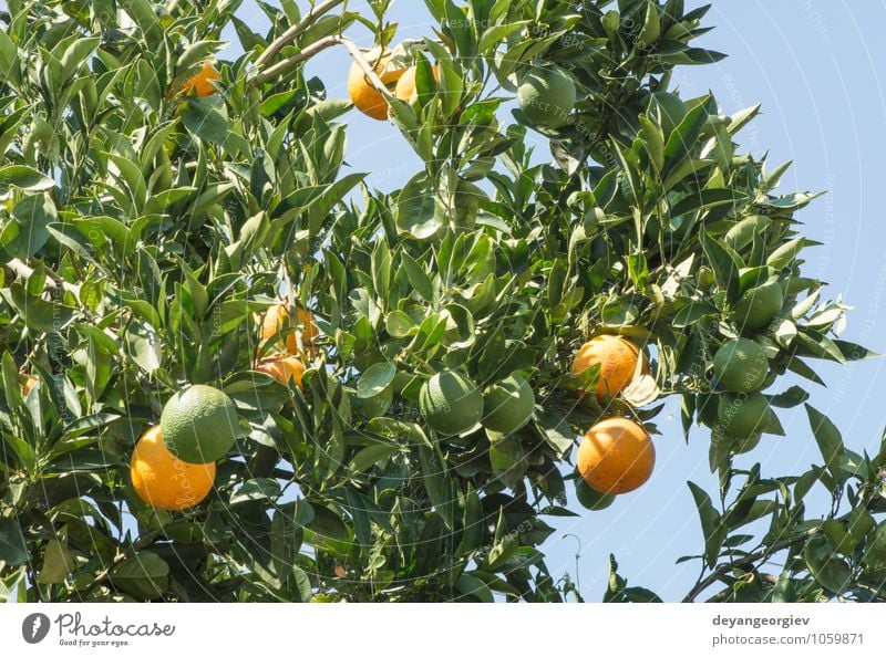 Oranges on a branch. Orange trees in plantation. Fruit Juice Garden Environment Nature Plant Tree Leaf Growth Fresh Delicious Natural Juicy Green citrus ripe