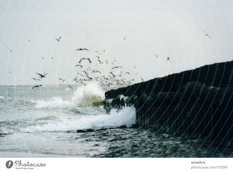 seagull group Seagull Bird Wangerooge Ocean Surf North Sea