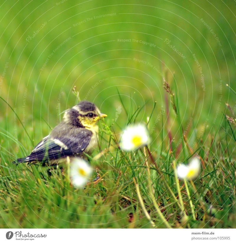 fledged? Bird Chick Daisy Sweet Cute Nest Tit mouse Finch Gray Beak Claw Straw Spring baby bird Egg Garden Nature Feather Young bird Baby animal