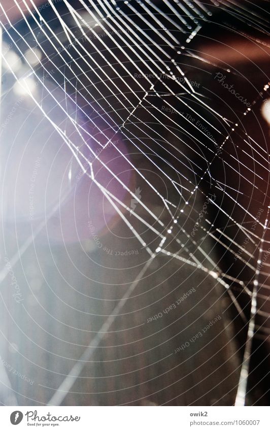 wire netting Environment Nature Animal Glittering Illuminate Thin Authentic Simple Firm Threat Dangerous Net Lens flare Spider's web Cobwebby Flexible ductile
