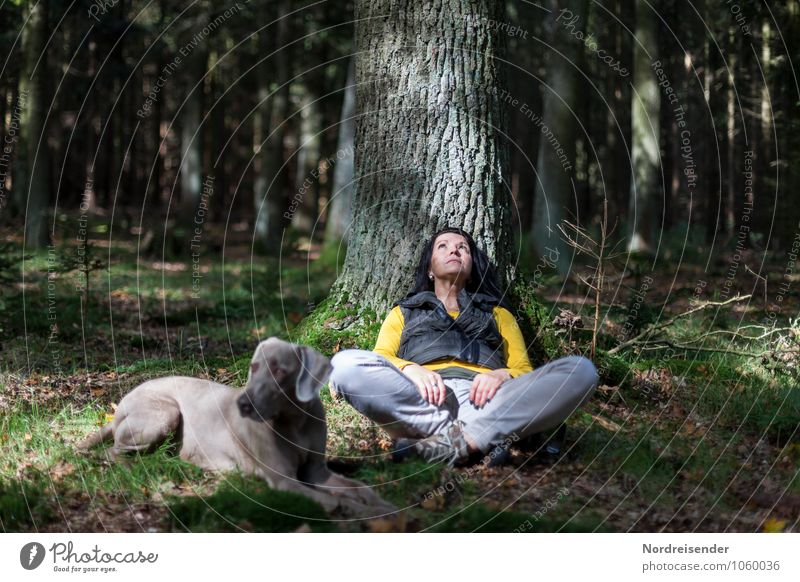 Young woman with a Weimaraner hunting dog looks dreamily up into the treetops Lifestyle Harmonious Senses Relaxation Calm Meditation Hiking Human being Feminine
