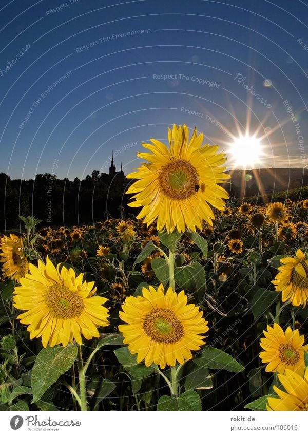 Have sun in my heart Sunflower Yellow Back-light Horizon Kiedrich Rheingau Flower field Summer Light Field Brilliant Bee Green Stalk Evening Sunset