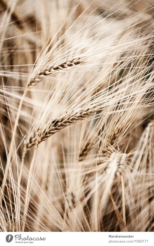 barley Grain Nutrition Agriculture Forestry Nature Plant Summer Agricultural crop Field Growth Natural Brown Life Luxury Harvest Barley Barleyfield Barley ear