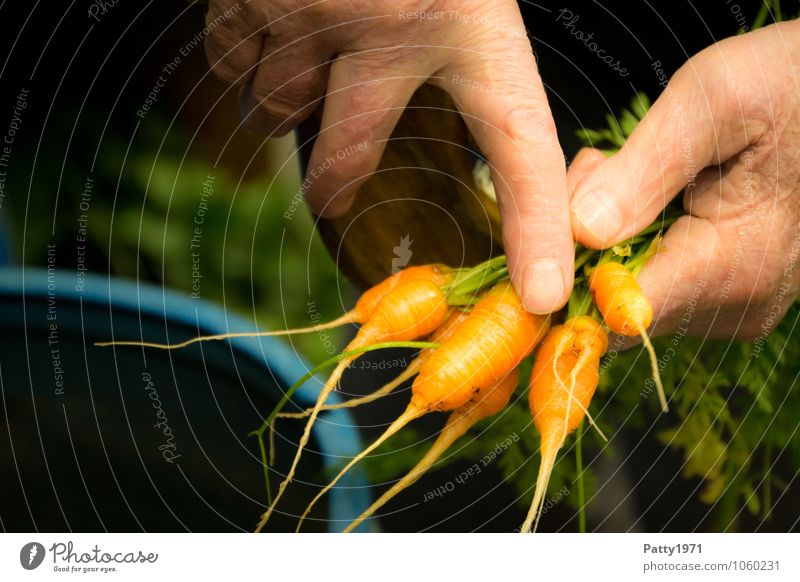 Non EU standard Vegetable Carrot Leisure and hobbies Garden plot Hand Fingers To hold on Fresh Healthy Small Delicious Orange Indicate Interpret Harvest