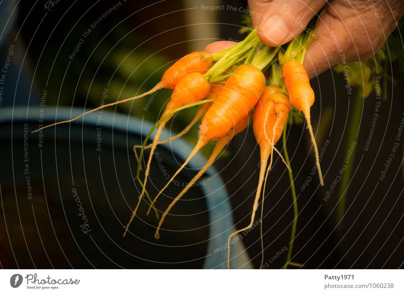 Non EU standard Vegetable Carrot Leisure and hobbies Garden plot Hand Fingers To hold on Fresh Healthy Small Delicious Natural Orange To enjoy Harvest
