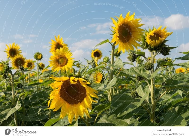 sunflowers Summer Agriculture Forestry Clouds Flower Sunflower Field Yellow extension Sky Mature Sunflower field Sunflower seed Exterior shot Day