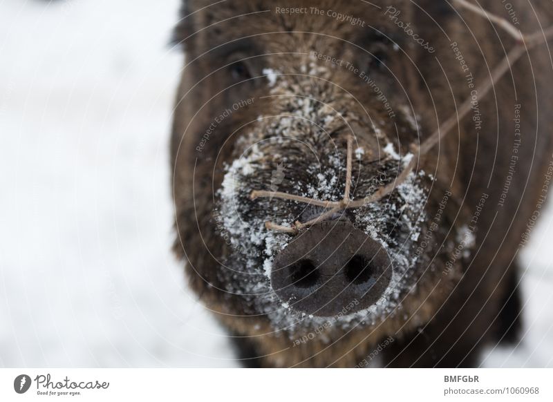 Frosty nose Nature Winter Ice Snow Bushes Animal Wild animal Animal face Pelt Swine Wild boar Boar Sow 1 Joy Love of animals Curiosity Contentment Cold
