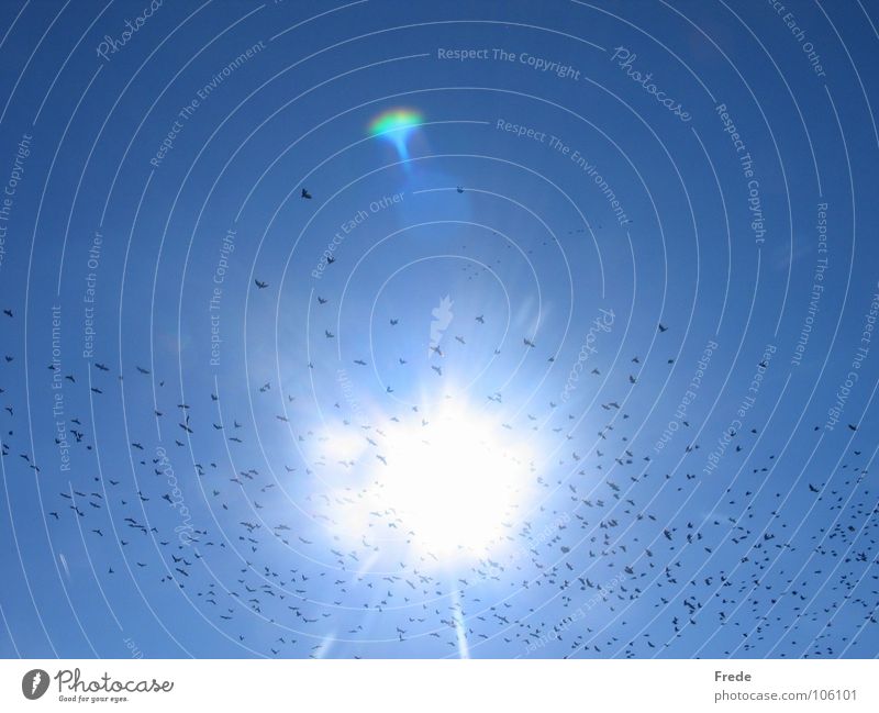 The Swarm Flock of birds Bird Summer Light Celestial bodies and the universe Sky Sun Flying Sweden Beautiful weather