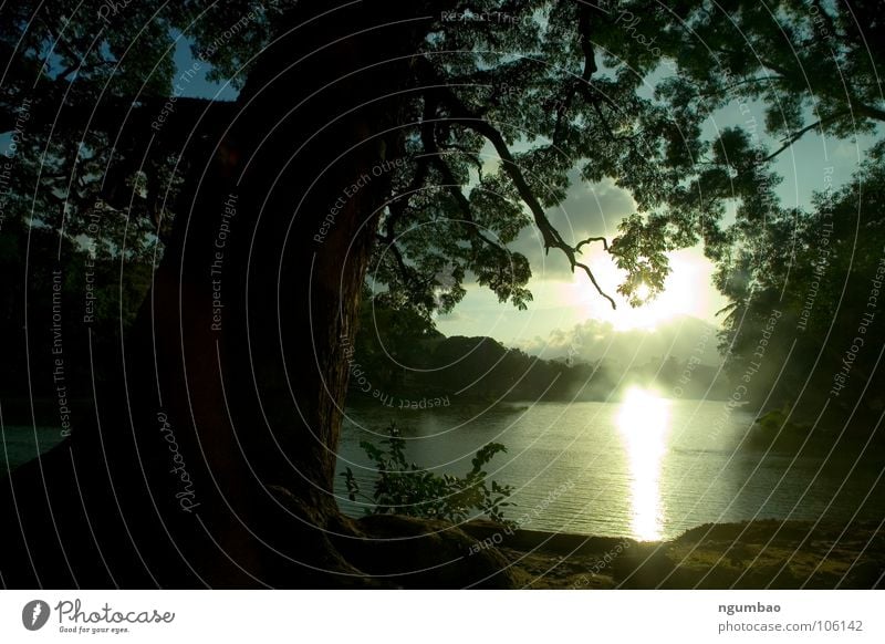 Mystic River Lake Tree Fog Leaf Dreary Vail Dark Unclear Sunrise Sri Lanka Candy Eerie Ambiguous Painting and drawing (object) Cold Green Spring Earth Sand