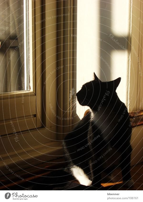 Black Cat' Window Silhouette Vantage point Moustache Mammal Shadow Door Profile White paw