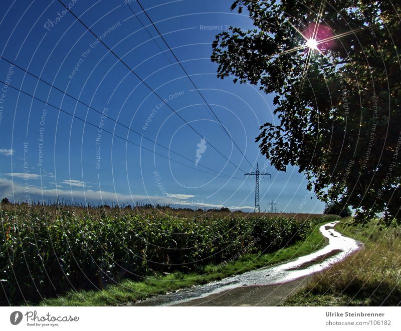 Field path, maize field and power poles with bright sun Colour photo Exterior shot Deserted Copy Space left Copy Space top Sunbeam Hiking Industry