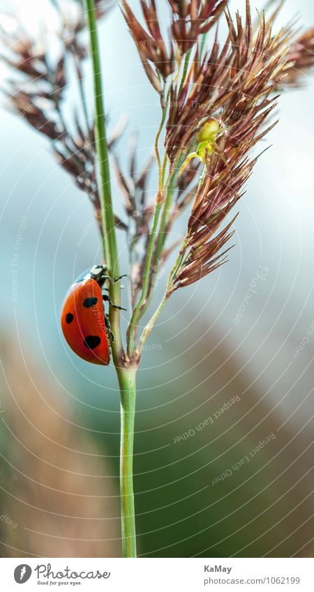 lucky beetle Summer Nature Plant Animal Beautiful weather Grass Beetle Ladybird 1 Crawl Small Near Natural Green Red Black Loneliness Freedom Happy ladybug