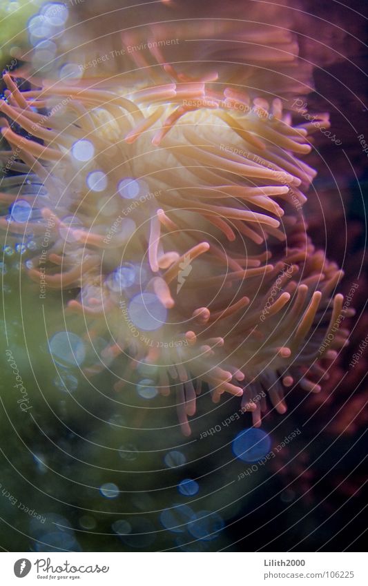 Underwater Queen Anemone Aquarium Deep sea Coral Plant Animal Algae Green Pink Yellow Ocean Water Reflection lilac