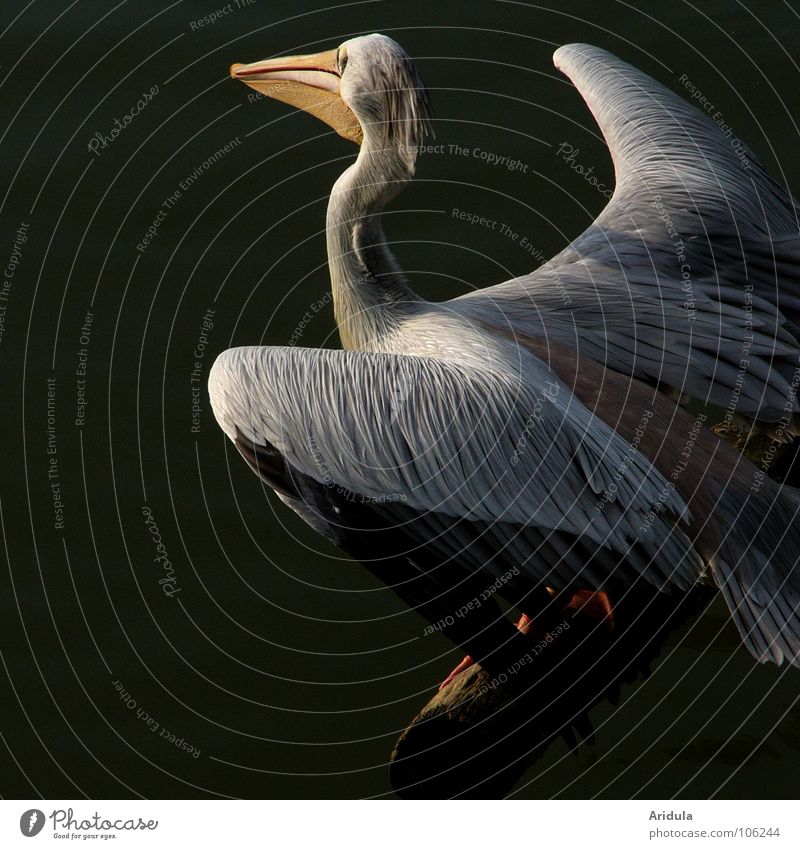 Pelican sits on branch, slightly spreads wings before takeoff Bird Lake Animal Beak pretty White Water Grand piano Flying Feather Nature Zoo Animal portrait