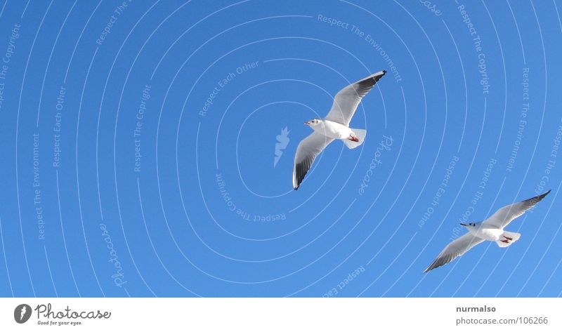 the pursuer Seagull Bird Together Sailing White Forwards Beach Coast craze for happiness Blue Freedom Above us Flying urge for freedom persecutor In pairs