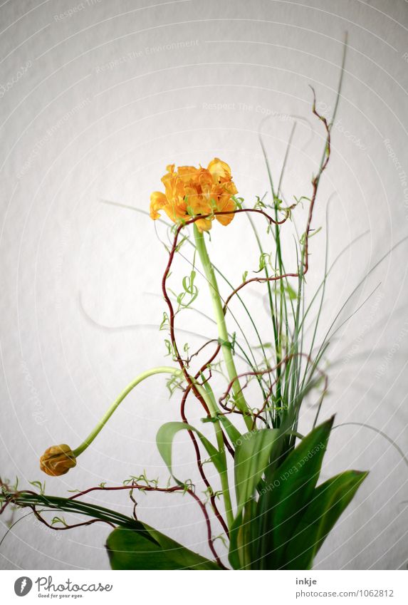 spring Style Living or residing Flat (apartment) Decoration Spring Flower Tulip Willow corkscrew Bouquet Curlicue Blossoming Stand Bright Beautiful Yellow Green
