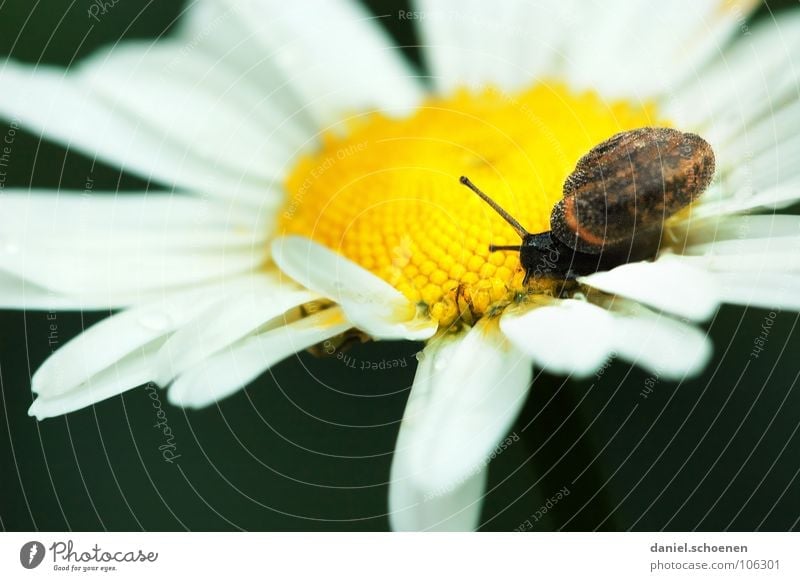 snail Snail shell House (Residential Structure) Blossom Flower White Yellow Blossom leave Movement Slowly Crawl Meadow Flower meadow Macro (Extreme close-up)