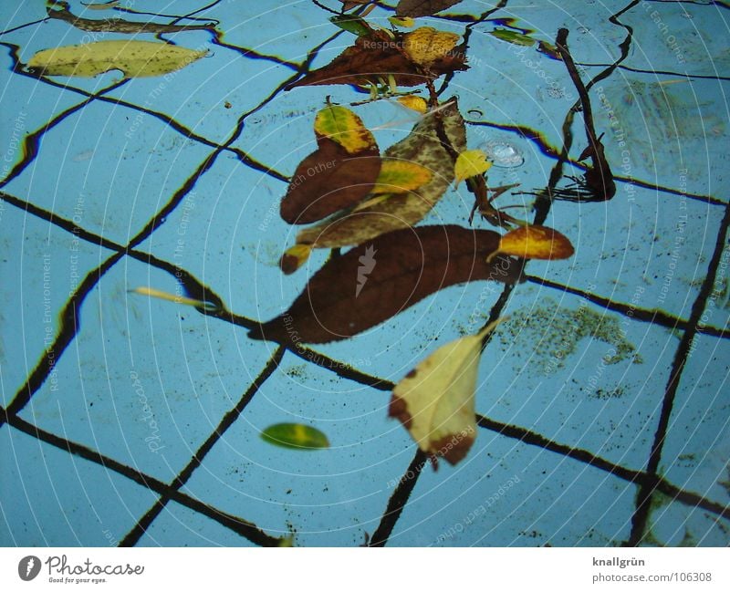 Summer is over Leaf Brown Autumn Early fall Transience Water Blue Basin Tile fallen leaves