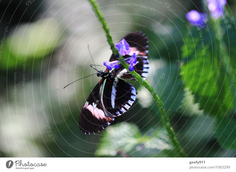 hanging section Animal Wild animal Butterfly Zoo 1 Friendliness Happiness Crazy Green Violet Black White Colour photo Exterior shot Close-up Day