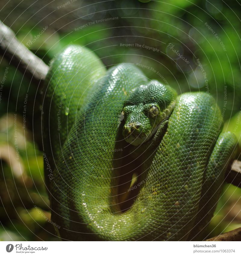 just hang out Animal Wild animal Snake Animal face Scales Reptiles Observe Hang Wait Exceptional Exotic Muscular Natural Green Unpredictable Looking Dangerous