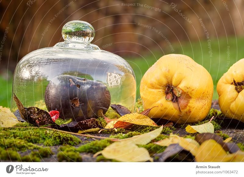 Still Life - Autumn - Fruit Food Apple Nutrition Lifestyle Healthy Healthy Eating Fragrance Garden Nature Beautiful weather Moss Leaf Meadow Lie Esthetic Fresh