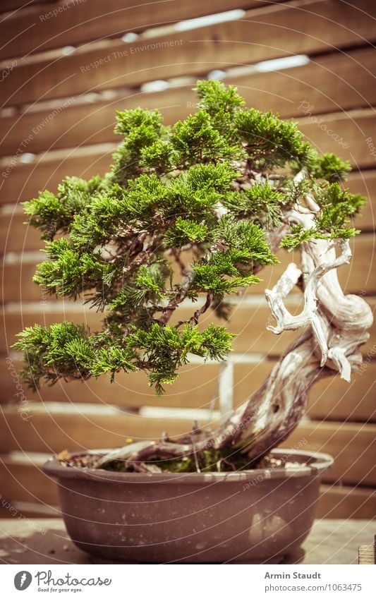BONSAI! Design Exotic Craft (trade) Culture Nature Plant Tree Old Growth Esthetic Exceptional Natural Retro Brown Green Moody Passion Patient Effort Eternity