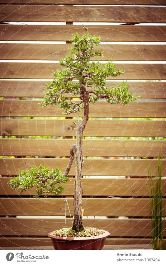 BONSAI! Design Exotic Craft (trade) Culture Nature Plant Tree Old Growth Esthetic Exceptional Natural Brown Green Moody Passion Patient Senior citizen Effort