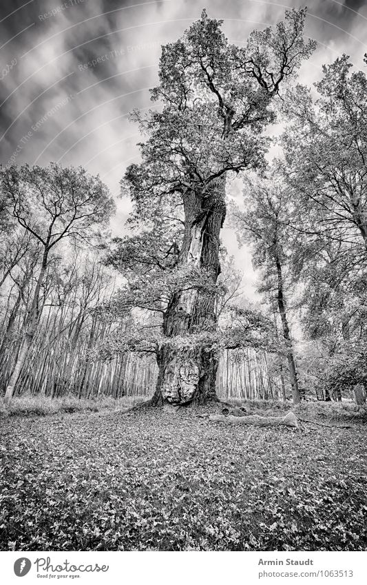 Old oak Nature Landscape Sky Storm clouds Autumn Winter Climate Gale Plant Tree Oak tree Park Forest Faded To dry up Threat Dark Far-off places Large Retro