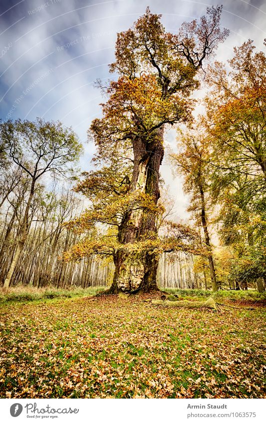 Old oak Far-off places Winter Nature Landscape Plant Earth Sky Storm clouds Autumn Climate Gale Tree Park Forest Faded To dry up Threat Dark Large Retro Moody