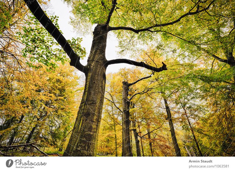 beech forest Nature Landscape Plant Cloudless sky Autumn Tree Beech tree Beech wood Branch Forest Growth Old Threat Dark Far-off places Large Natural Beautiful
