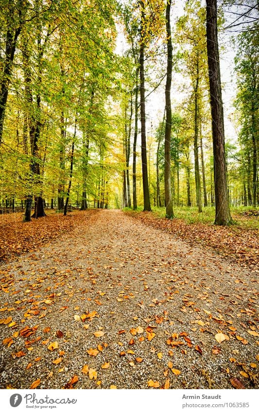 autumn forest trail Harmonious Relaxation Vacation & Travel Far-off places Hiking Environment Nature Landscape Earth Autumn Beautiful weather Tree Forest