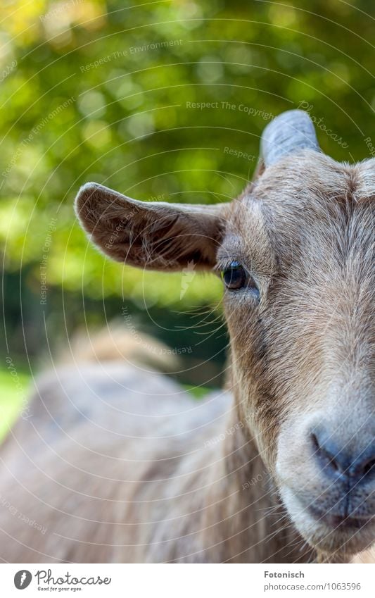 half goat Animal Petting zoo Goats 1 Smiling Wild Green Colour photo Exterior shot Copy Space left Copy Space top Day Deep depth of field Central perspective