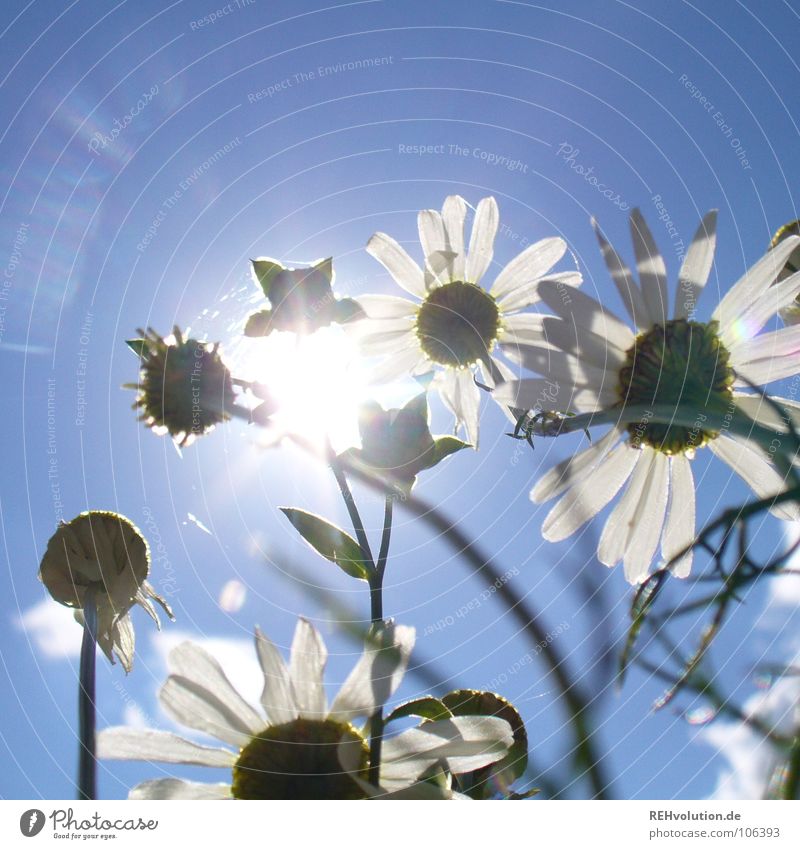 Standing in the light... Light Dazzle Growth Aspire Chamomile Medicinal plant Meadow Summer Sunbathing Worm's-eye view Tall White Back-light Healthy Blossoming