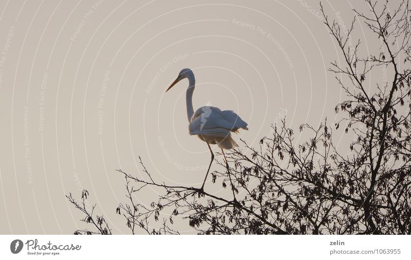 as light as a feather Great egret Bird Living thing 1 Animal Hunting Thin White Wait Watchfulness Patient Serene Colour photo Exterior shot Deserted Evening