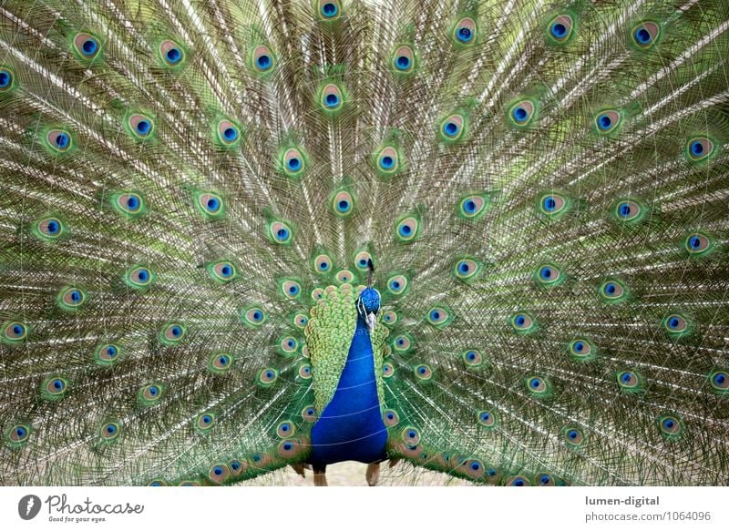 peacock Bird Peacock Peacock feather 1 Animal Rutting season Blue Green Pride peacock butterfly Berlin Image Filling feathers Feather masculine Peacock Island