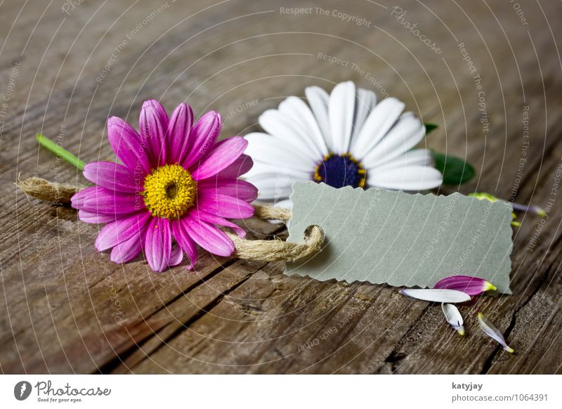 Flower voucher Plant Relaxation Friendship Shopping Credit Gift Mother's Day Valentine's Day Pattern Signs and labeling Marguerite Pink White Wooden board