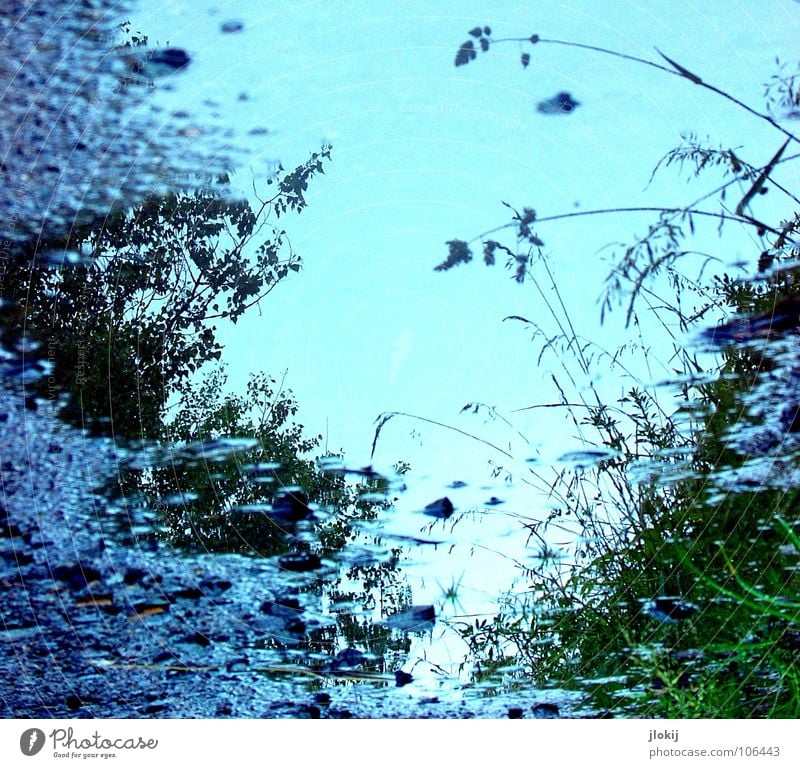 Blue hour Grass Blossom Tree Bushes Light Asphalt Roadside Green Puddle Rainwater Nature Worm's-eye view Navigation Water Plant Reflection Dirty Earth blue