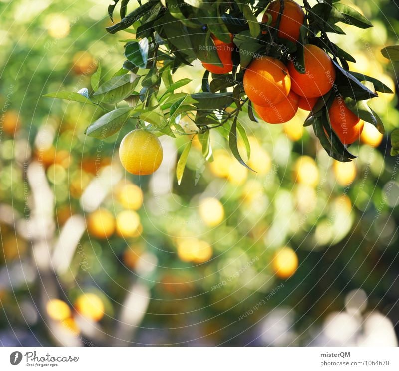 Yellow-orange. Art Environment Nature Landscape Esthetic Contentment Orange Orange juice Orange peel Orangery Orange tree Colour photo Subdued colour