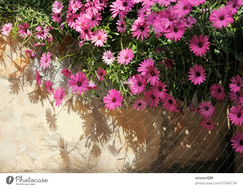Pink wall. Art Esthetic Flower Wall (barrier) Wall plant Building stone Rest of a wall Blossom Colour photo Subdued colour Exterior shot Close-up Abstract