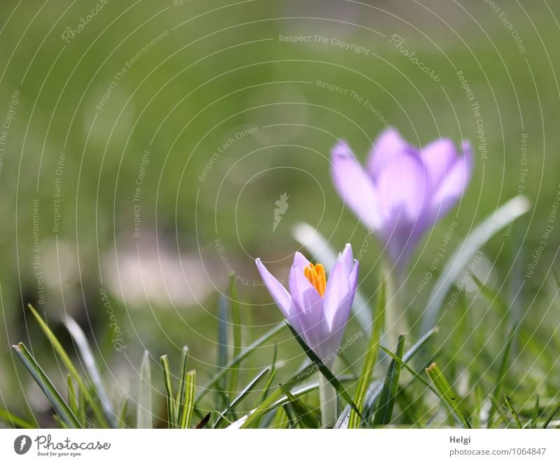 first heralds of spring... Environment Nature Plant Spring Beautiful weather Flower Grass Leaf Blossom Crocus Park Blossoming Illuminate Stand Growth Esthetic