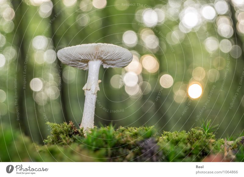 In the Moss II Environment Nature Plant Elements Earth Sunlight Autumn Beautiful weather Wild plant Mushroom Mushroom cap White Forest Glittering Growth Brown