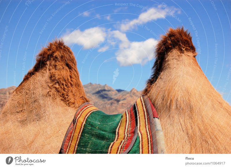 Humps of a camel in the Gobi desert Vacation & Travel Summer Nature Animal Sand Mobile home Adventure Horizon Lanes & trails mountain tourism Asian traditional