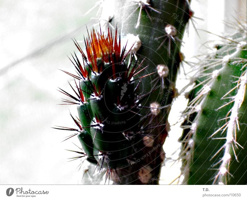 *pieks* Cactus Blossom Fresh Thorn Pain