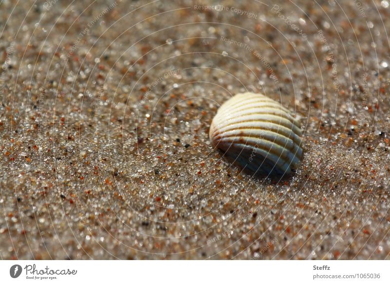 just like that in the sand at the Baltic Sea Mussel shell Baltic beach Beach Sandy beach Maritime Harmonious Grains of sand Well-being Calm Summer vacation