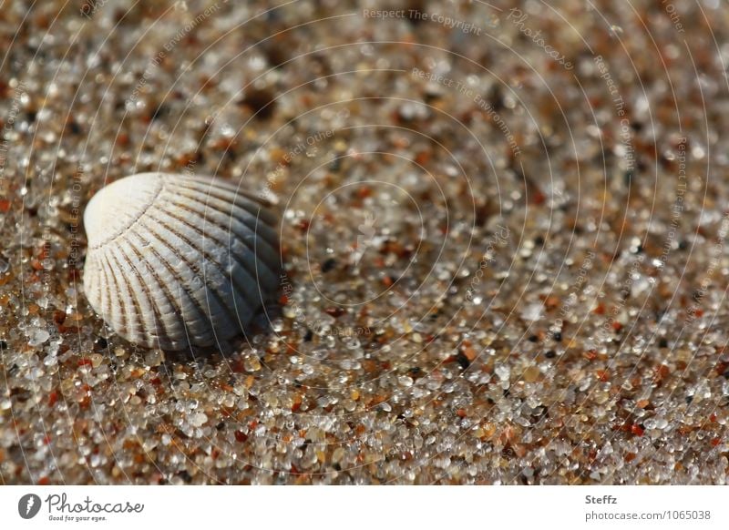 a shell in warm sand Baltic beach Baltic Sea Mussel shell Grains of sand seashore Sandy beach Beach Maritime Harmonious Calm Attentive Peaceful