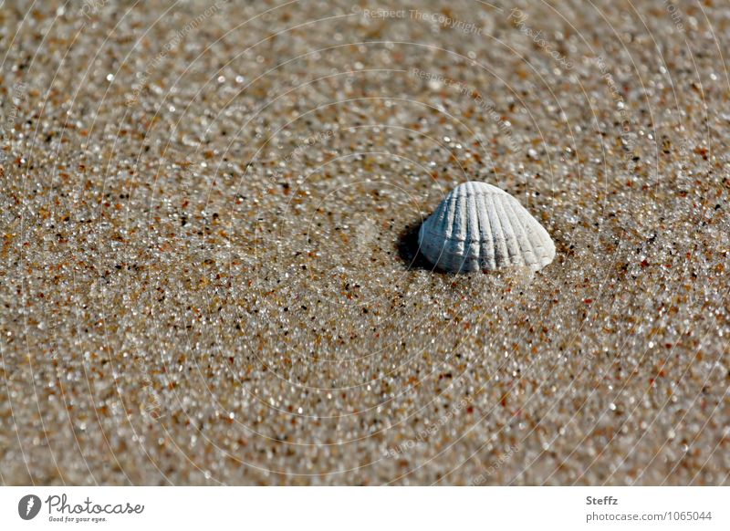 stranded on a Baltic beach Mussel Mussel shell Beach Sandy beach Grains of sand Summer warmth Warmth beach sand Maritime Summer feeling Well-being