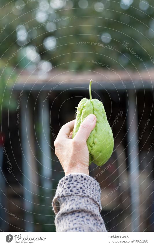 Hand Holding Up Homegrown Green Pear pear green Fruit Food hand homegrown Healthy Eating Organic produce Focus On Foreground Shallow depth of field