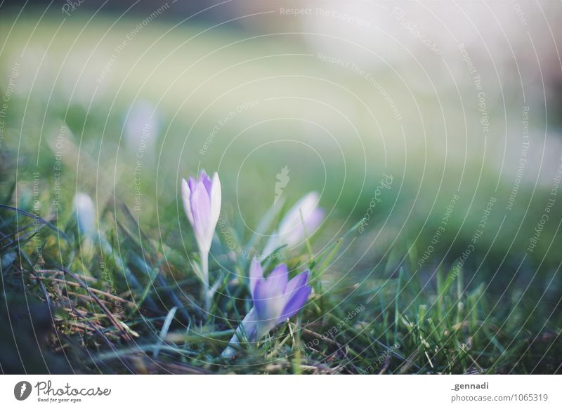 crocuses Environment Nature Earth Beautiful weather Plant Flower Grass Violet Crocus Blossoming Spring Soft Delicate Baby animal Exterior shot Deserted
