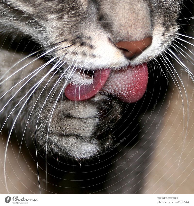 clean?! Paw Red Gray Animal alisa Tongue wise morda Nose