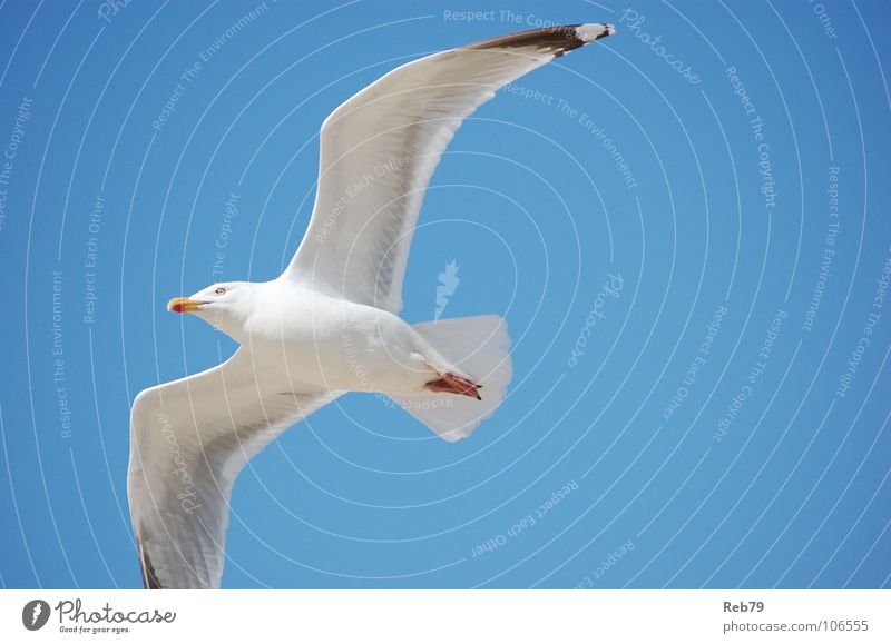 seagull Seagull Vacation & Travel Beach Bird Animal Sky Coast Freedom Far-off places Peace